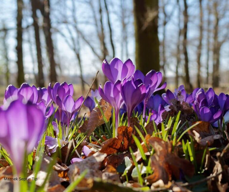 Crocus