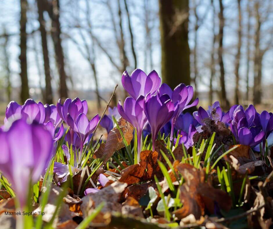 Crocus