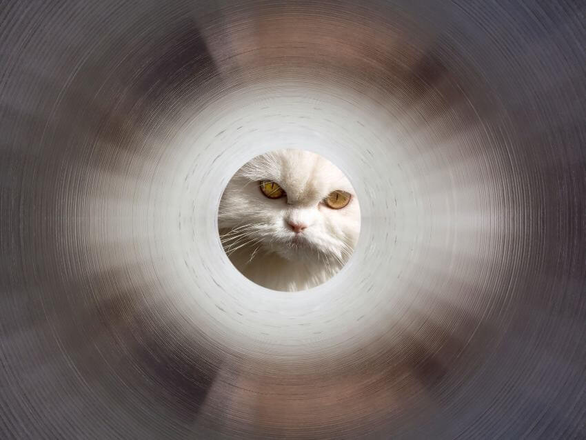 Clean tube with white furry cat looking into from other end
