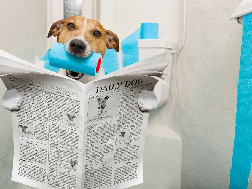 Tan dog sitting on toilet reading Daily Dog newspaper holding toilet paper roll in his mouth